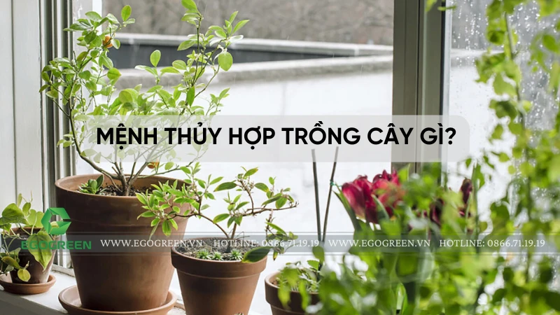 Mệnh Thủy hợp trồng cây gì? Top 7 cây phong thủy giúp hút tài lộc và bình an